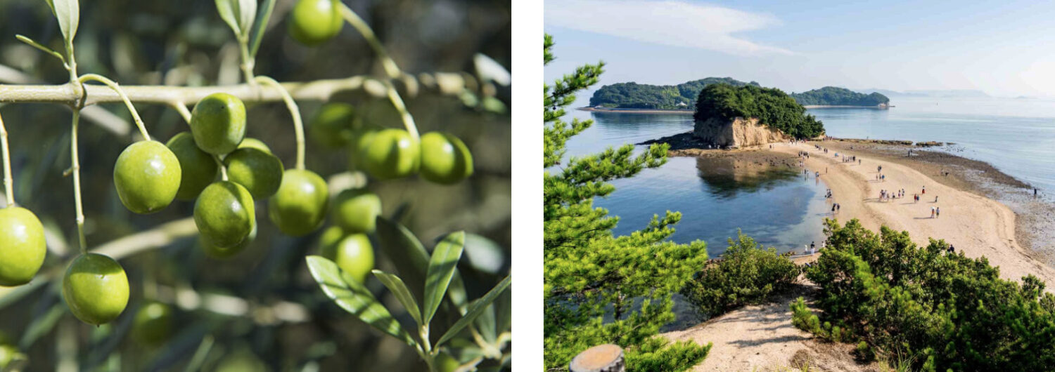 香川小豆島_地域ブランディング